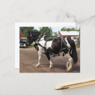 Pinto Draft Horse Postcard