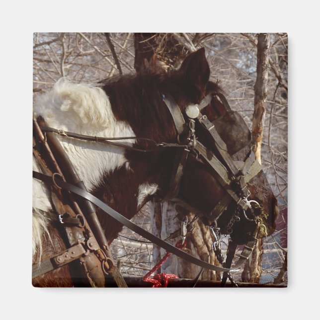 Pinto Draught Horse Magnet (Front)