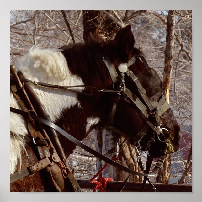 Pinto Draught Horse Poster (Front)