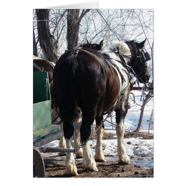 Pinto Draught Horses (Front)
