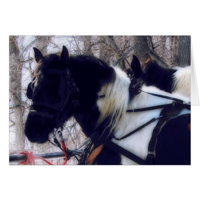 Pinto Draught Horses (Front Horizontal)