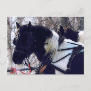 Pinto Draught Horses Rural Iowa Photography  Postcard