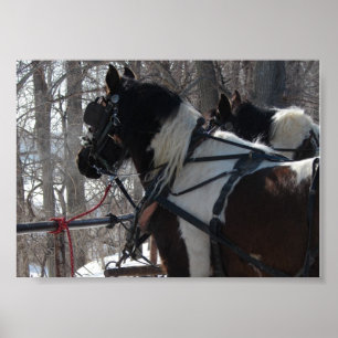 Pinto Draught   Team Poster