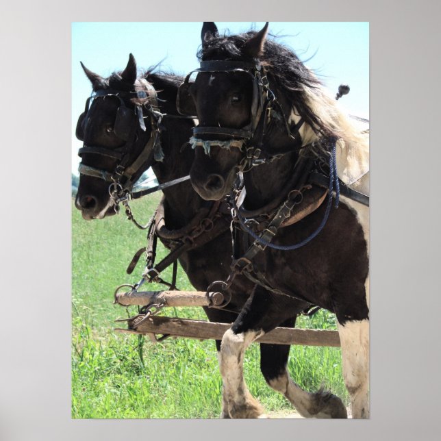 Pinto Draughts at Work Poster (Front)