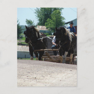 Pinto Draughts Coming Up the Hill Postcard