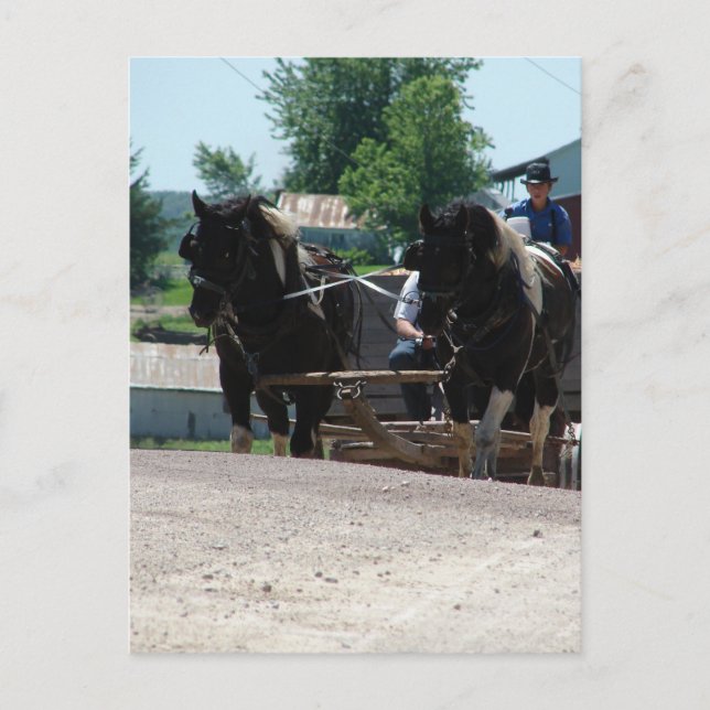 Pinto Draughts Coming Up the Hill Postcard (Front)