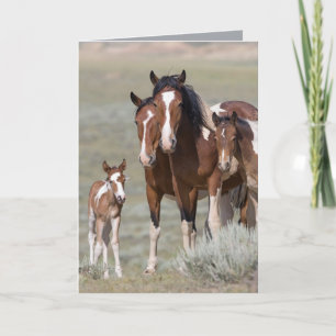 Pinto Family Wild Horse Greeting Card