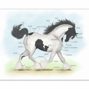 Pinto Gypsy Horse Educational Equine Anatomy Chart