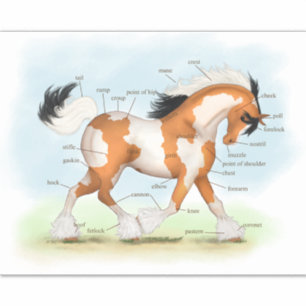 Pinto Gypsy Horse Educational Equine Anatomy Chart