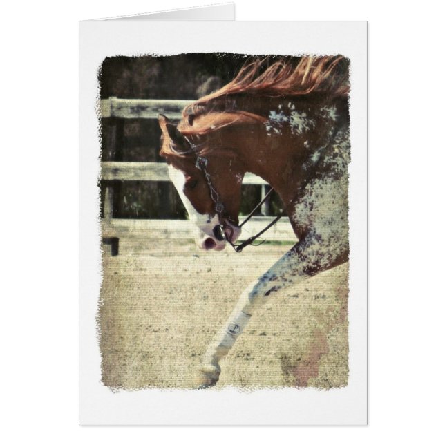 Pinto Horse Blank Inside Greeting Card  (Front)