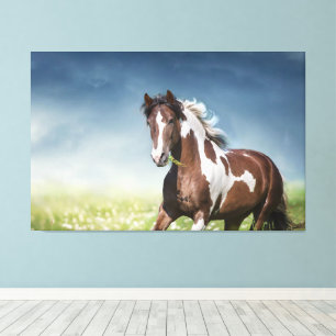 Pinto Horse Gallops Through Flowery Spring Meadow  Canvas Print