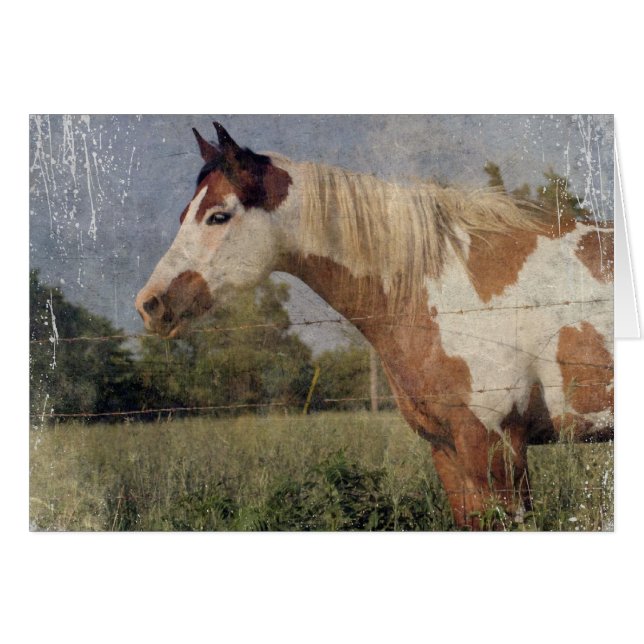 Pinto Horse Grunge (Front Horizontal)