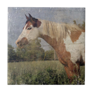 Pinto Horse Grunge Tile