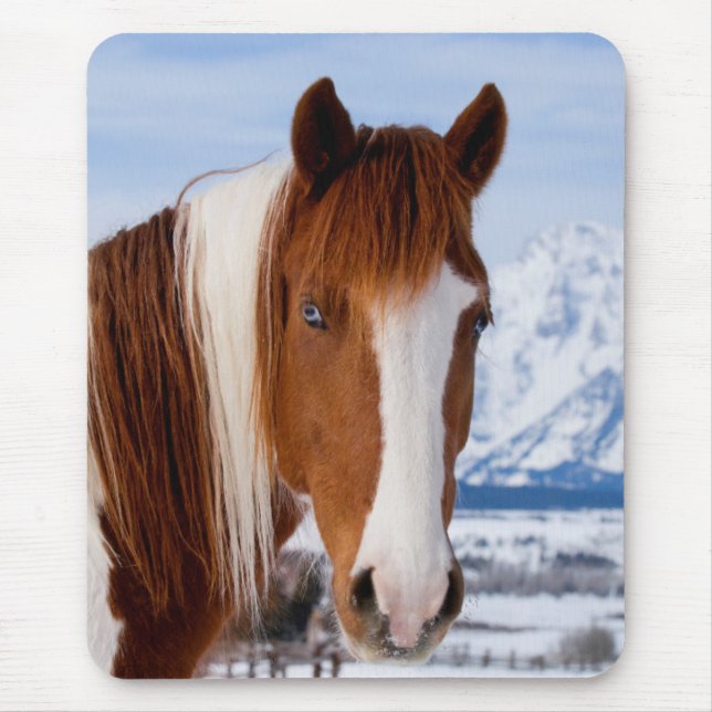 Pinto Horse Mount Moran in Winter Mouse Mat (Front)