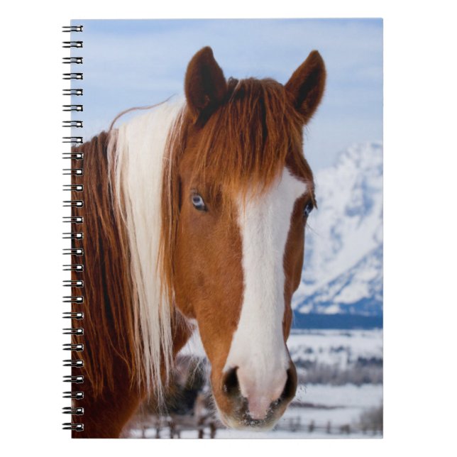 Pinto Horse Mount Moran in Winter Notebook (Front)
