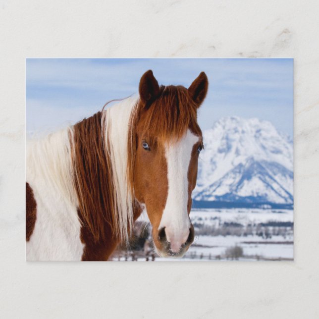 Pinto Horse Mount Moran in Winter Postcard (Front)