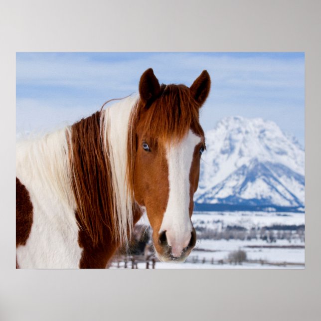 Pinto Horse Mount Moran in Winter Poster (Front)