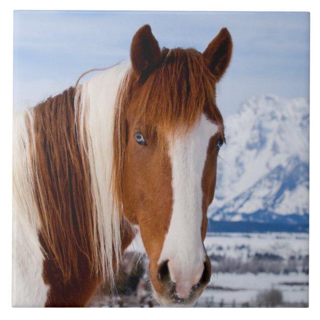 Pinto Horse Mount Moran in Winter Tile (Front)