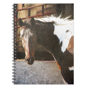 Pinto Horse Notebook