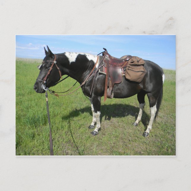 pinto horse post card (Front)