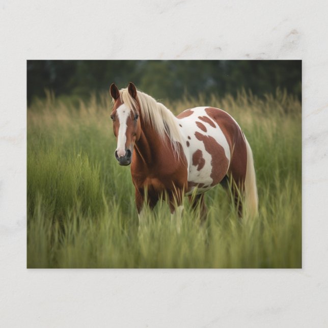 Pinto Horse Postcard (Front)