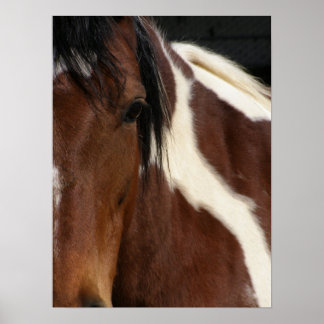 Pinto horse poster