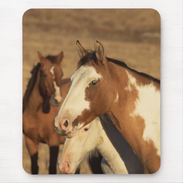 Pinto in Herd Mouse Mat (Front)