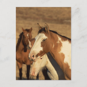Pinto in Herd Postcard