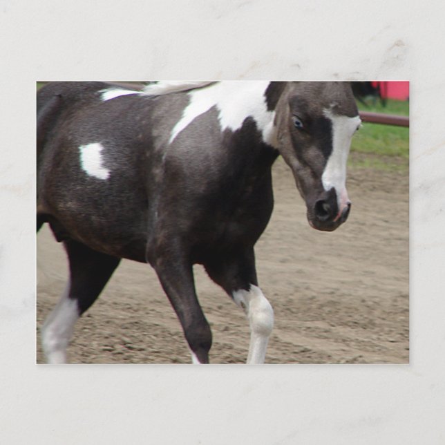 Pinto Mini Horse Liberty Class at the County Fair Postcard (Front)