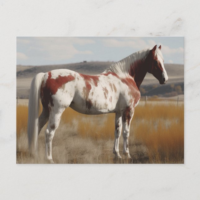 Pinto Mustang Horse Postcard (Front)