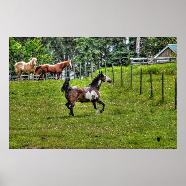 Pinto Paint & Herd Ranch Horse Equine Photo Poster (Front)