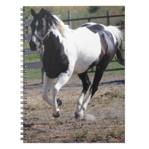 Pinto Paint Horse Notebook