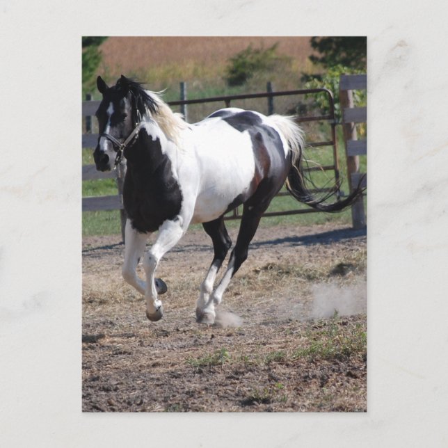 Pinto Paint Horse Postcard (Front)