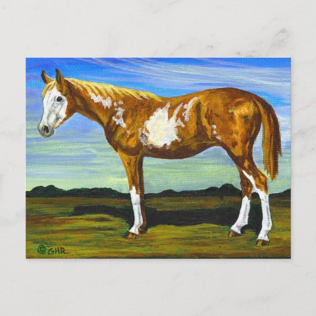 Pinto/Paint Horse Postcard (Front)