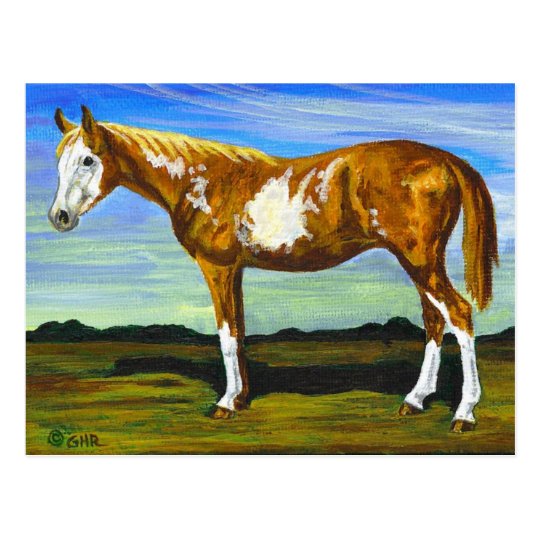 Pinto/Paint Horse Postcard