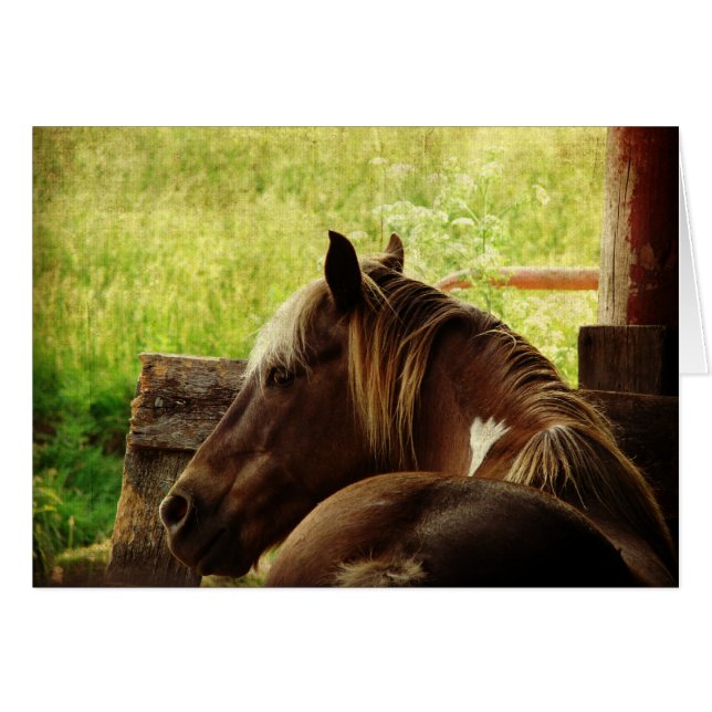 Pinto Pony (Front Horizontal)