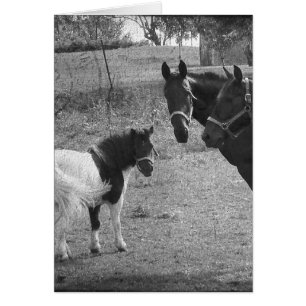 Pinto Pony and Horses