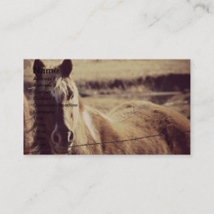 Pinto Pony Business Card