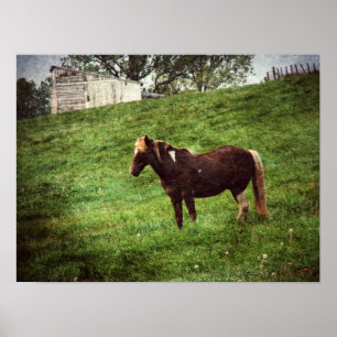 Pinto Pony in Pasture Poster