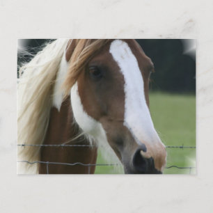 Pinto Pony Postcard