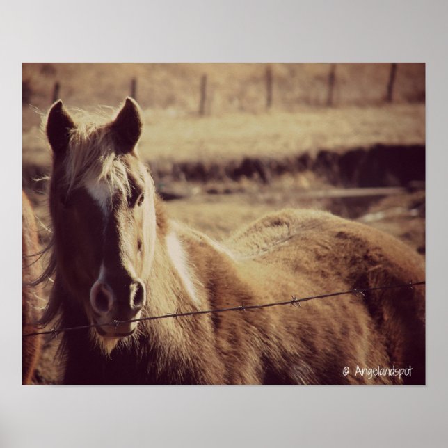 Pinto Pony Poster (Front)