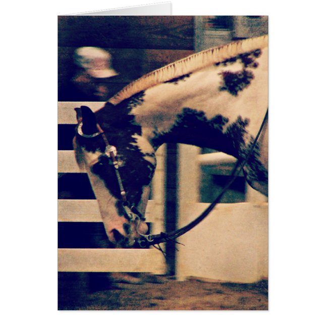 Pinto Western (Front)