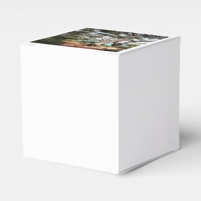 Pinus pinea Pine Tree Forest Painting  Favour Box (Front Side)
