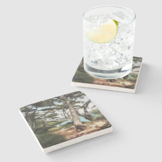 Pinus pinea Pine Tree Forest Painting Stone Coaster