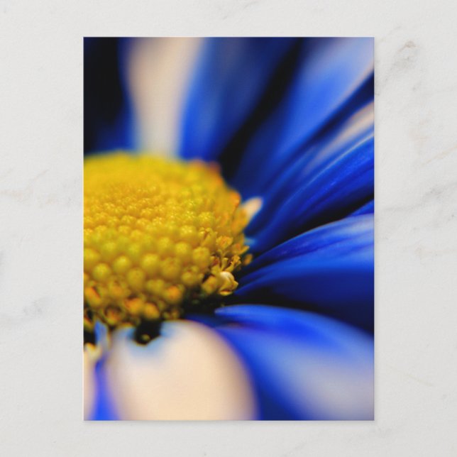 Pinwheel Postcard (Front)