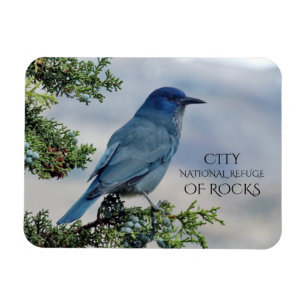 Pinyon Jay on Juniper, City of Rocks, Idaho Magnet
