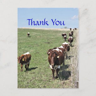 Pinzgauer Cattle 8371 Postcard- customise Postcard