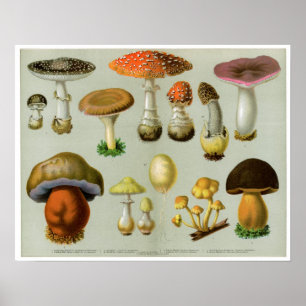 Piosonous Fungi - Mushrooms and Toadstools Poster