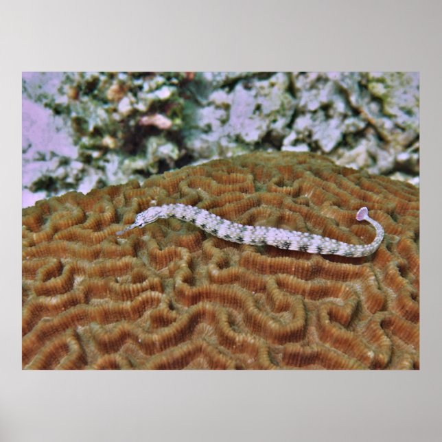 Pipefish on Brain Coral Poster (Front)