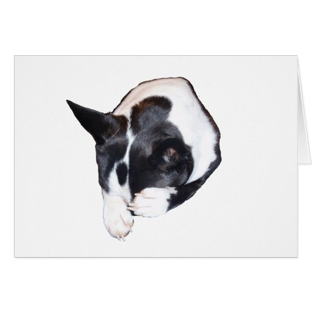 Piper - Sleeping (Front Horizontal)